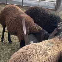 بره غزل افشار