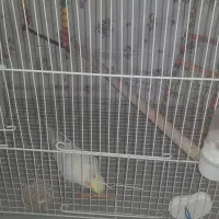 یک جفت عروس هلندی|پرنده|نیشابور, شهرک اندیشه|دیوار