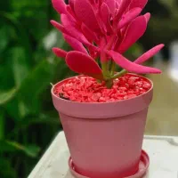 یشم مخملی رسید