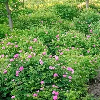 گل محمدی