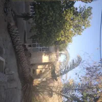 قطع و برش رایگان نخل