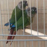 دو جفت طوطی گرینچیک