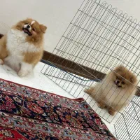 پامر خرسی جنسیت نر عقیم نشده|سگ|پردیس, فاز ۵|دیوار