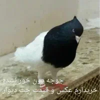 کبوتر کله سیاه|پرنده|فسا, |دیوار