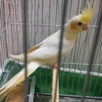 جوجه عروس هلندی
