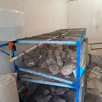 قفس بلدرچین با تجهیزات