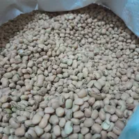 لوبیای محلی