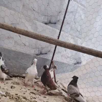 کبوتر
