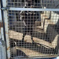 سگ امریکایی