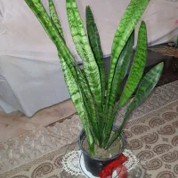 حراج گلهای آپارتمانی|گل و گیاه طبیعی|قزوین, |دیوار