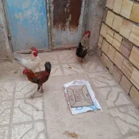 فروش خروس محلی