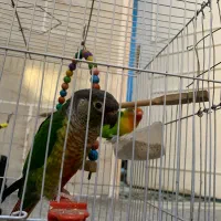 گرینچیک|پرنده|مشهد, ایثارگران|دیوار