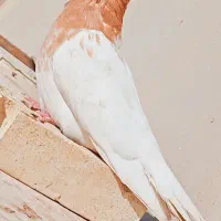 ماده کله زدن جوان پرتقالی  پاک|پرنده|اهواز, شهرک برق|دیوار