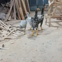 جوجه لاری اوشامو