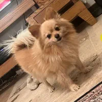 سگ پامرانین روباهی