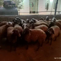 بره ماده|حیوانات مزرعه|کوهدشت, |دیوار