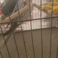 عروس نر|پرنده|دورود, |دیوار