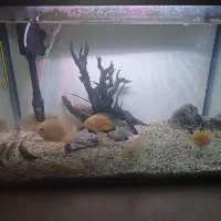 فروش آکواریوم با ۱۶ عدد ماهی