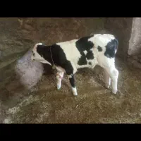 گاو هلشتاین گوساله سمینتال نر|حیوانات مزرعه|دهگلان, |دیوار