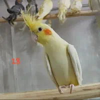 عروس هلندی ارزان