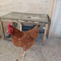 مرغ
