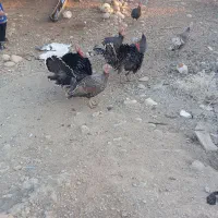 بوقلمو|حیوانات مزرعه|دزفول, |دیوار