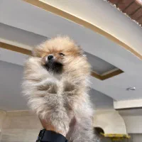 پامر خرسی (اصل