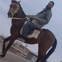 کره اسب ۲سال نرون خوشتیپ|اسب و تجهیزات اسبسواری|تربتحیدریه, بازار|دیوار