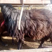 قوچ دامازلیخ|حیوانات مزرعه|بناب, |دیوار