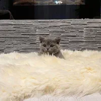 گربه های بریتیش و اسکاتیش اصیل در اهواز|گربه|اهواز, کمپلو شمالی|دیوار