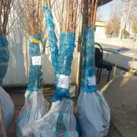 نهال صنوبر و بادام