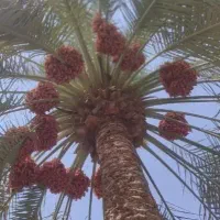 فروش ثمر خرما و رطب نخل خاصویی (زرد و درشت)