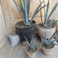 کاکتوس گل آپارتمانی معاوضه