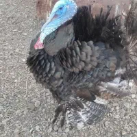 بوقلمون نر و ماده