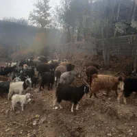 فروش بز با بزغاله|حیوانات مزرعه|ارجمند, |دیوار