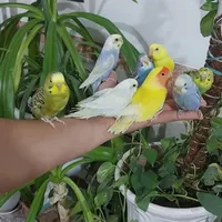 مرغ عشق ،کوتوله وکفتر فوول رام و...