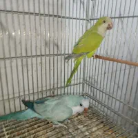 راهب خورشیدی ناندی کانور گرینچیک جوجه سرلاکی|پرنده|اهواز, شریعتی جنوبی|دیوار