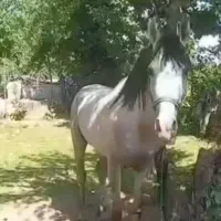 فروش اسب