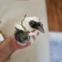 خرگوش کوچولو مینیاتوری|موش و خرگوش|تبریز, |دیوار