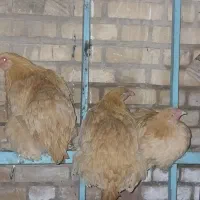 مرغ ویروس برهما|حیوانات مزرعه|نطنز, |دیوار