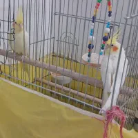 دو عدد طوطی نر|پرنده|تاکستان, |دیوار