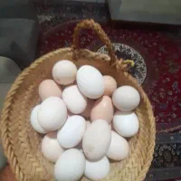 تخم مرغ محلی