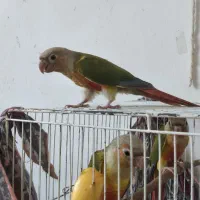یک عدد گرینجیک آناناسی