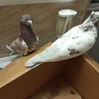 کفتر|پرنده|ساوه, |دیوار