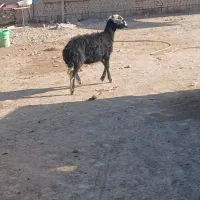 بره ماده|حیوانات مزرعه|باروق, |دیوار