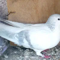 ساده آبی عروسک