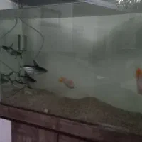 ماهی پنکوسی و پرت