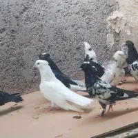 ده کبوتر خورموج