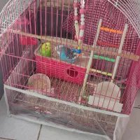 پرنده مرغ عشق