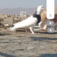 کبوتر رنگه  نرقلدور پرشی (ارسال دارم)|پرنده|تربت‌حیدریه, بهزیستی|دیوار